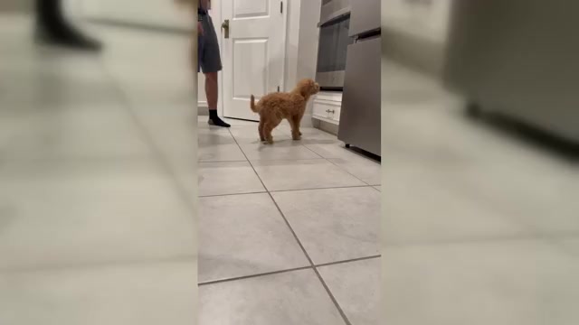 Video preview image #3 Goldendoodle Puppy For Sale in ORLANDO, FL, USA