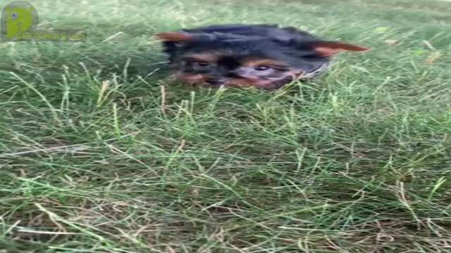 Video preview image #4 Yorkshire Terrier Puppy For Sale in WARSAW, IN, USA