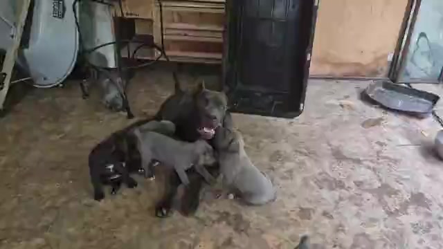 Video preview image #6 Cane Corso Puppy For Sale in COLUMBIA, SC, USA