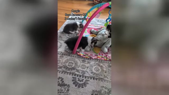 Video preview image #2 Pembroke Welsh Corgi Puppy For Sale in GOSHEN, IN, USA