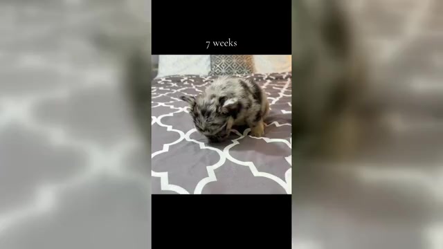 Video preview image #5  Breeder Profile in PALMDALE, CA, USA