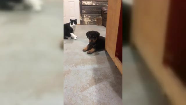 Video preview image #2  Breeder Profile in BRIGHTON, CO, USA