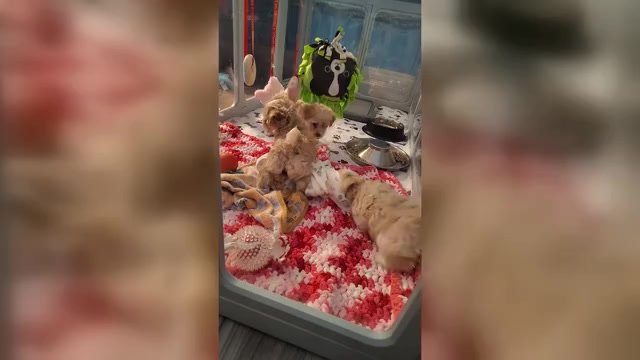 Video preview image #18 Maltipoo (Miniature) Puppy For Sale in SAN ANTONIO, TX, USA