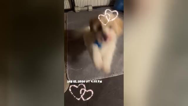 Video preview image #14 Maltipoo (Miniature) Puppy For Sale in HIGH POINT, NC, USA