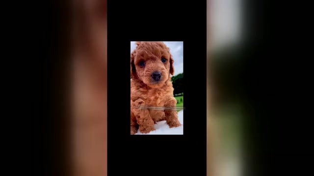 Video preview image #1 Poodle (Toy) Puppy For Sale in INMAN, SC, USA