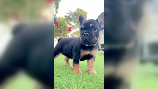 Video preview image #3  Breeder Profile in TAMPA, FL, USA