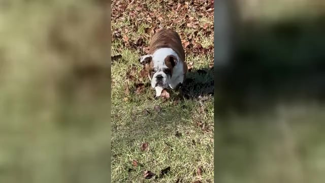 Video preview image #4 English Bulldog Puppy For Sale in MARIANNA, FL, USA
