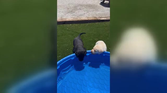 Video preview image #1 Labrador Retriever Puppy For Sale in BUCKEYE, AZ, USA