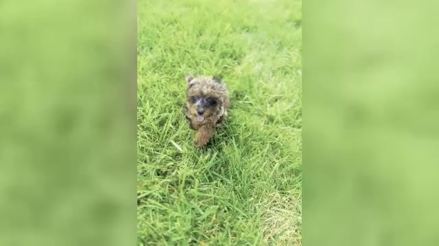 Video preview image #1 Poodle (Toy) Puppy For Sale in WARSAW, IN, USA
