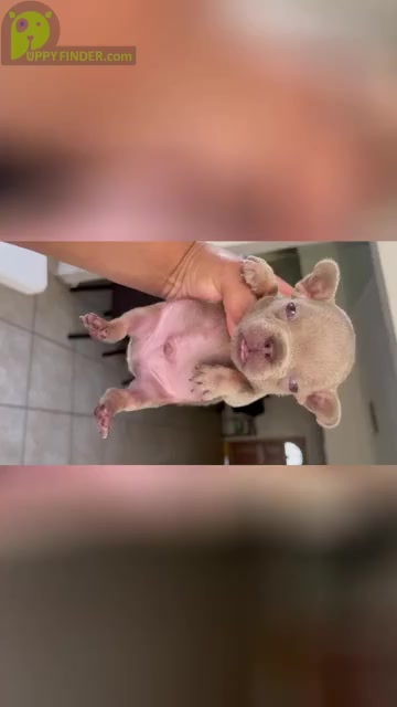 Video preview image #6 French Bulldog Puppy For Sale in CHINO, CA, USA