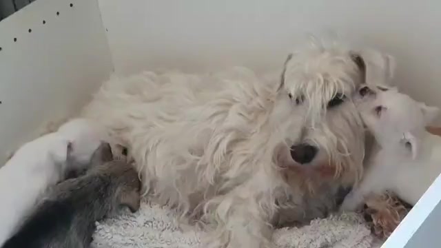 Video preview image #2 Schnauzer (Miniature) Puppy For Sale in Hatvan, Heves, Hungary