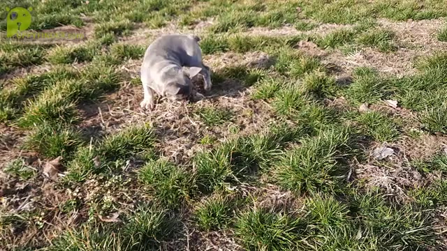 Video preview image #3 French Bulldog Puppy For Sale in Kaposvar, Somogy, Hungary