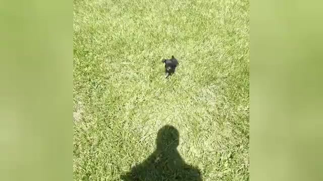 Video preview image #7 Chihuahua Puppy For Sale in WARSAW, IN, USA