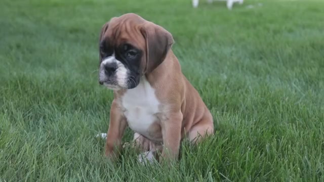 Video preview image #1 Boxer Puppy For Sale in SHIPSHEWANA, IN, USA