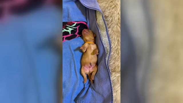 Video preview image #1 Labrador Retriever Puppy For Sale in BLUFF DALE, TX, USA