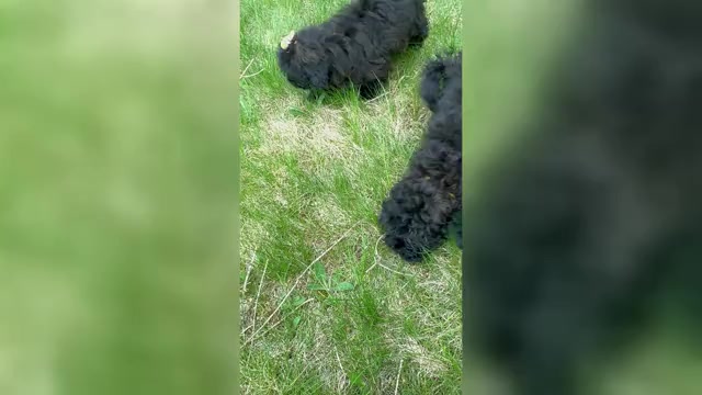 Video preview image #2 Shih Tzu Puppy For Sale in BROCKTON, MA, USA