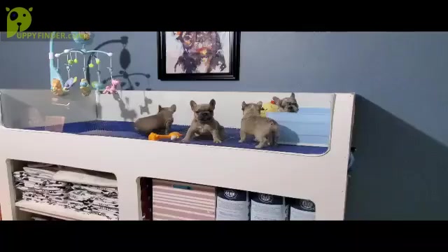 Video preview image #1  Breeder Profile in MARYVILLE, TN, USA