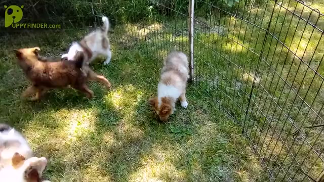 Video preview image #3 Australian Shepherd-Collie Mix Puppy For Sale in ALLERTON, IA, USA