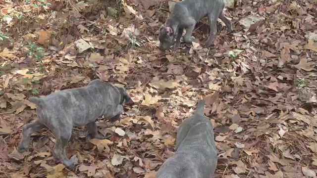 Video preview image #11 Cane Corso Puppy For Sale in COLUMBIA, SC, USA