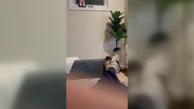 Video preview image #1 Havapoo Puppy For Sale in HUNTINGTON BEACH, CA, USA