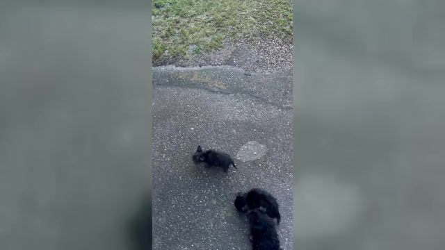 Video preview image #1  Breeder Profile in DENHAM SPRINGS, LA, USA