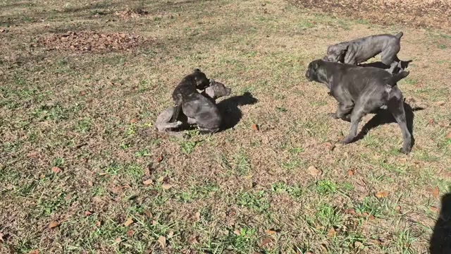 Video preview image #17 Cane Corso Puppy For Sale in COLUMBIA, SC, USA
