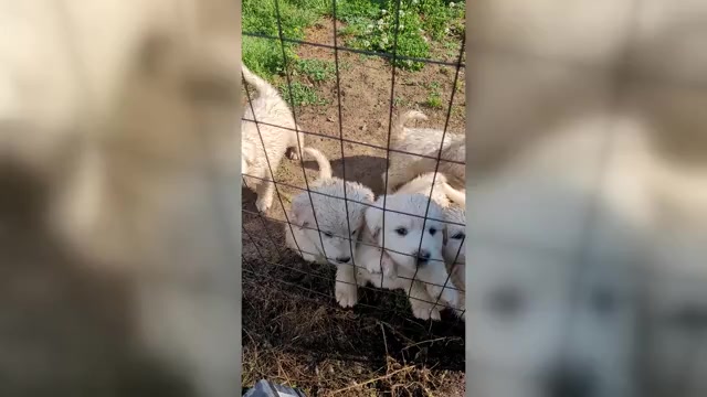 Video preview image #2 Great Pyrenees Puppy For Sale in SCOTTSVILLE, KY, USA