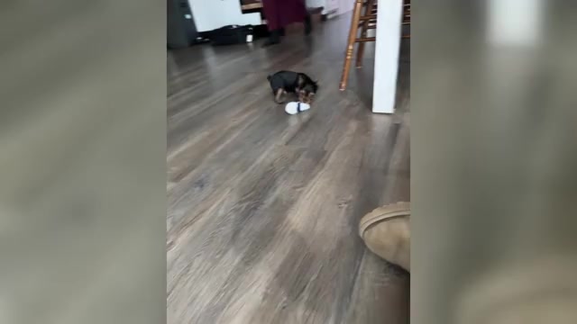 Video preview image #1 Yorkshire Terrier Puppy For Sale in NAPPANEE, IN, USA