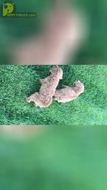 Video preview image #1 Cock-A-Poo Puppy For Sale in WICHITA, KS, USA