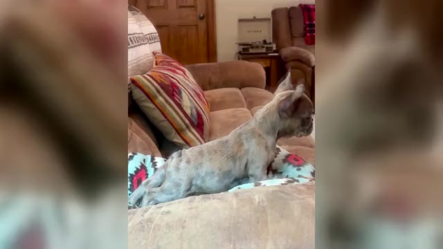Video preview image #1 French Bulldog Puppy For Sale in RICHARDS, TX, USA
