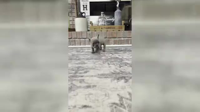 Video preview image #2  Breeder Profile in FOUNTAIN CITY, IN, USA