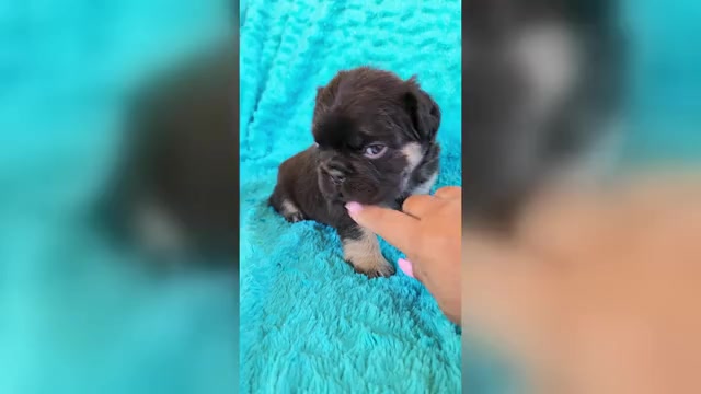 Video preview image #1 French Bulldog Puppy For Sale in LAS VEGAS, NV, USA