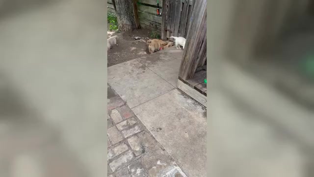 Video preview image #1 Golden Retriever Puppy For Sale in SAN MARCOS, TX, USA