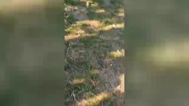 Video preview image #6 German Shepherd Dog Puppy For Sale in MONROE, WA, USA