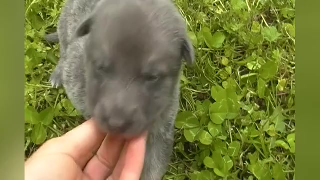 Video preview image #1 German Shepherd Dog Puppy For Sale in PIEDMONT, MO, USA
