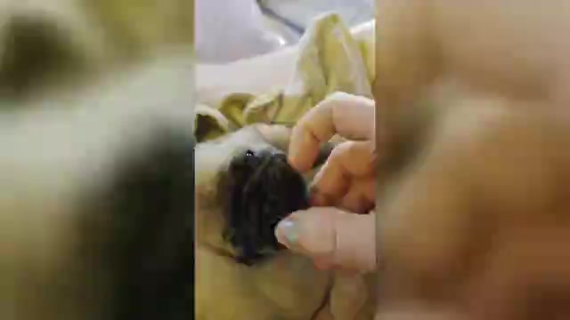 Video preview image #1 Pug Puppy For Sale in HILLSDALE, MI, USA