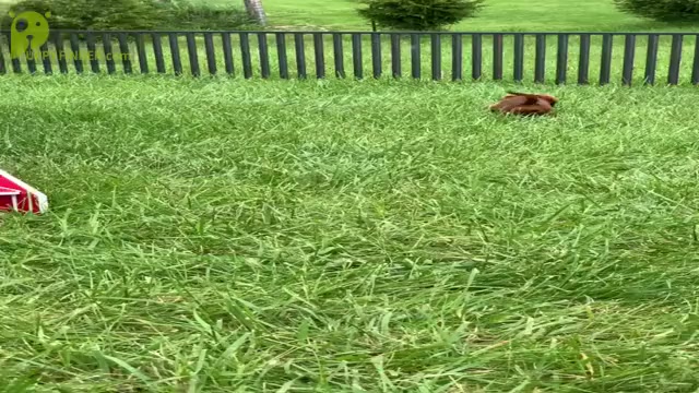 Video preview image #10 Dachshund Puppy For Sale in WARSAW, IN, USA