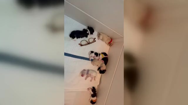 Video preview image #1 Maltipoo-Shih-Poo Mix Puppy For Sale in TACOMA, WA, USA