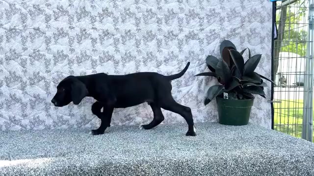 Video preview image #15 Great Dane Puppy For Sale in WAKARUSA, IN, USA