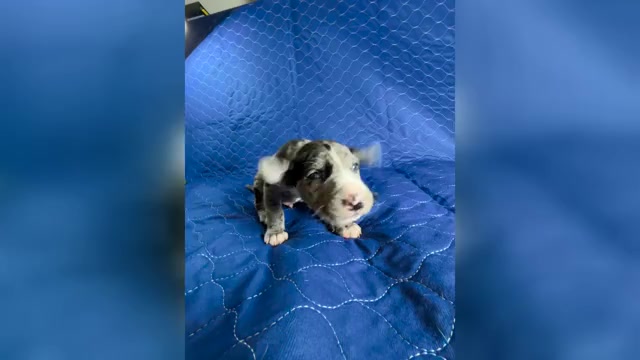 Video preview image #2 Cane Corso-Great Dane Mix Puppy For Sale in BROOKFIELD, MA, USA