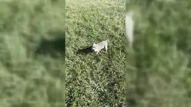 Video preview image #9 French Bulldog Puppy For Sale in WARSAW, IN, USA