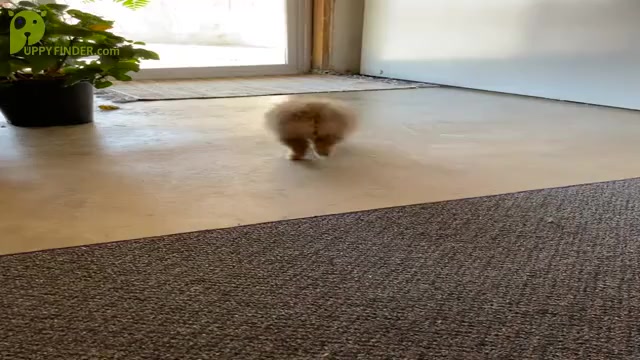 Video preview image #1 Pomeranian Puppy For Sale in DOWNING, MO, USA