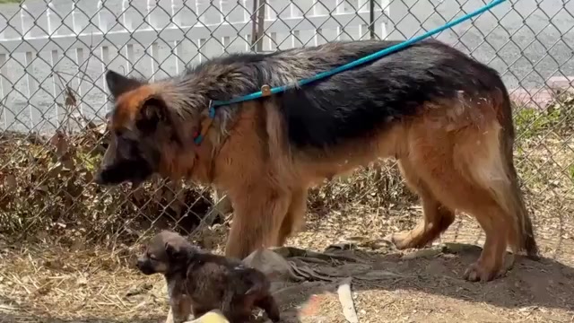 Video preview image #3 German Shepherd Dog Puppy For Sale in NEWVILLE, PA, USA