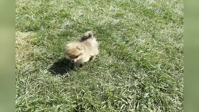 Video preview image #1 Pomeranian Puppy For Sale in WARSAW, IN, USA