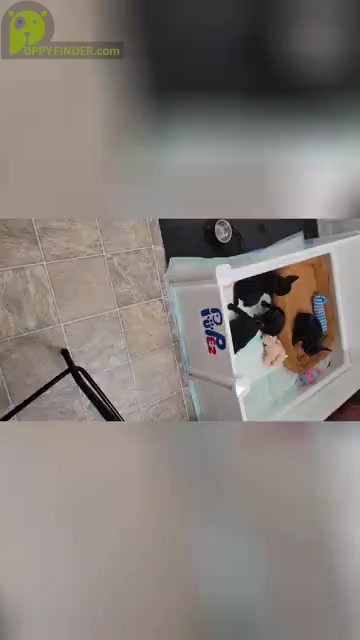 Video preview image #6 French Bulldog Puppy For Sale in MCDONOUGH, GA, USA