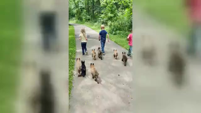 Video preview image #2 Belgian Malinois Puppy For Sale in THAYER, MO, USA