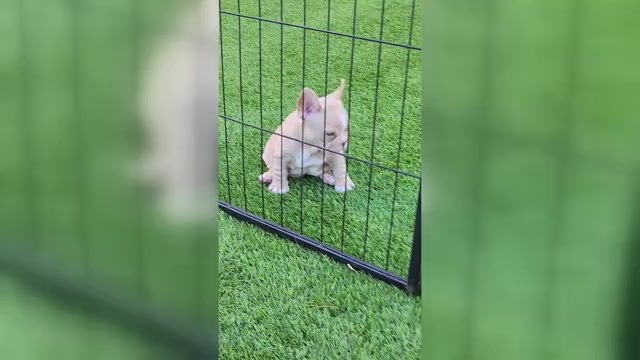 Video preview image #2 French Bulldog Puppy For Sale in LAS VEGAS, NV, USA