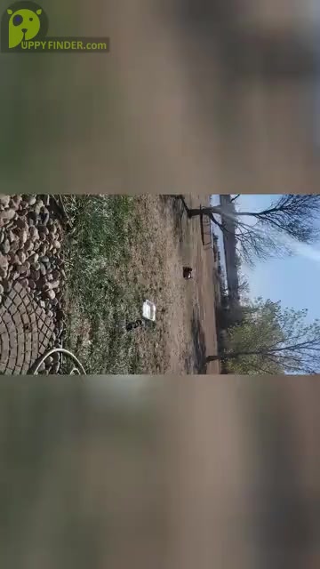 Video preview image #4 American Bully Puppy For Sale in MARTELL, NE, USA