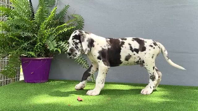 Video preview image #1 Great Dane Puppy For Sale in WAKARUSA, IN, USA
