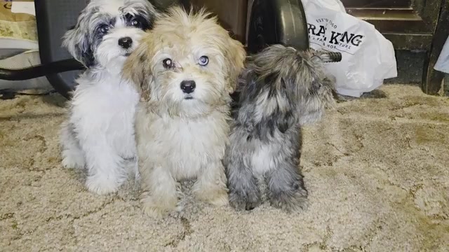 Video preview image #2 ShihPoo Puppy For Sale in DYERSBURG, TN, USA